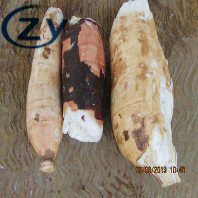 دستگاه استیل و ماشین لباسشویی Cassava 304 Cassava ساخت تاپیوکا